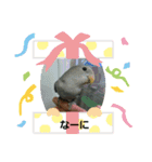 コザクラインコのそら＆ぴーすけ（個別スタンプ：15）
