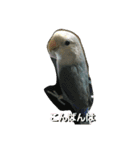 コザクラインコのそら＆ぴーすけ（個別スタンプ：16）