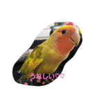 コザクラインコのそら＆ぴーすけ（個別スタンプ：17）