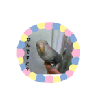 コザクラインコのそら＆ぴーすけ（個別スタンプ：18）