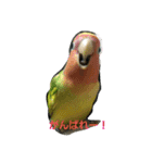 コザクラインコのそら＆ぴーすけ（個別スタンプ：19）