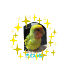 コザクラインコのそら＆ぴーすけ（個別スタンプ：20）