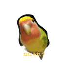 コザクラインコのそら＆ぴーすけ（個別スタンプ：21）