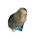 コザクラインコのそら＆ぴーすけ（個別スタンプ：22）