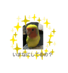 コザクラインコのそら＆ぴーすけ（個別スタンプ：24）