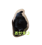 うちのめんこちゃんズ！（個別スタンプ：3）
