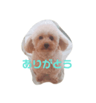 うちのめんこちゃんズ！（個別スタンプ：6）