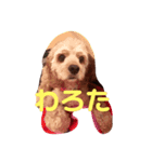 うちのめんこちゃんズ！（個別スタンプ：8）