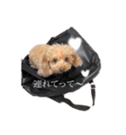 プーちゃんらぶ（個別スタンプ：40）