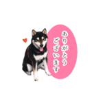 黒柴のりくくん（個別スタンプ：2）