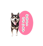 黒柴のりくくん（個別スタンプ：5）