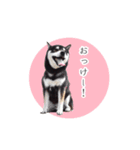 黒柴のりくくん（個別スタンプ：7）