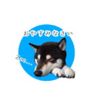 黒柴のりくくん（個別スタンプ：8）