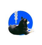 黒柴のりくくん（個別スタンプ：14）