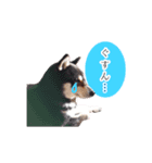 黒柴のりくくん（個別スタンプ：16）