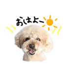 トイプードルの愛犬、ココの日常スタンプ（個別スタンプ：1）
