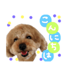 トイプードルの愛犬、ココの日常スタンプ（個別スタンプ：2）