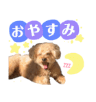 トイプードルの愛犬、ココの日常スタンプ（個別スタンプ：4）