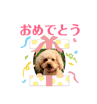 トイプードルの愛犬、ココの日常スタンプ（個別スタンプ：5）