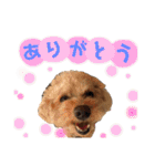 トイプードルの愛犬、ココの日常スタンプ（個別スタンプ：6）