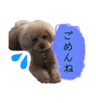 トイプードルの愛犬、ココの日常スタンプ（個別スタンプ：7）