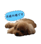 トイプードルの愛犬、ココの日常スタンプ（個別スタンプ：8）
