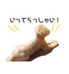 トイプードルの愛犬、ココの日常スタンプ（個別スタンプ：9）