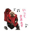 トイプードルの愛犬、ココの日常スタンプ（個別スタンプ：10）
