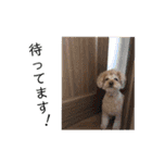 トイプードルの愛犬、ココの日常スタンプ（個別スタンプ：11）