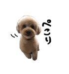 トイプードルの愛犬、ココの日常スタンプ（個別スタンプ：12）