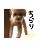 トイプードルの愛犬、ココの日常スタンプ（個別スタンプ：14）