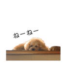 トイプードルの愛犬、ココの日常スタンプ（個別スタンプ：15）