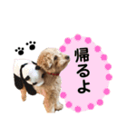 トイプードルの愛犬、ココの日常スタンプ（個別スタンプ：17）