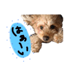 トイプードルの愛犬、ココの日常スタンプ（個別スタンプ：19）