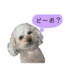 トイプードルの愛犬、ココの日常スタンプ（個別スタンプ：20）