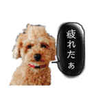 トイプードルの愛犬、ココの日常スタンプ（個別スタンプ：21）