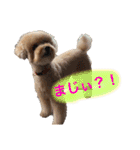 トイプードルの愛犬、ココの日常スタンプ（個別スタンプ：22）