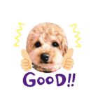 トイプードルの愛犬、ココの日常スタンプ（個別スタンプ：23）