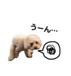 トイプードルの愛犬、ココの日常スタンプ（個別スタンプ：24）