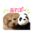 トイプードルの愛犬、ココの日常スタンプ（個別スタンプ：28）