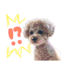 トイプードルの愛犬、ココの日常スタンプ（個別スタンプ：30）