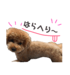 トイプードルの愛犬、ココの日常スタンプ（個別スタンプ：32）