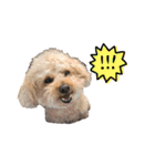 トイプードルの愛犬、ココの日常スタンプ（個別スタンプ：33）
