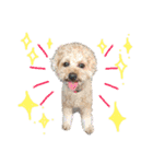 トイプードルの愛犬、ココの日常スタンプ（個別スタンプ：34）
