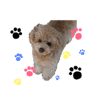 トイプードルの愛犬、ココの日常スタンプ（個別スタンプ：37）
