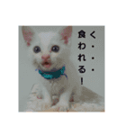 太仁田ブ厚胸いっぱい！腹いっぱい！（個別スタンプ：13）