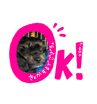 コタロー。（個別スタンプ：3）