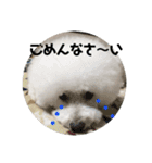 トイプードル アポロの日常会話（個別スタンプ：6）