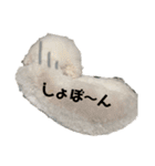 トイプードル アポロの日常会話（個別スタンプ：16）