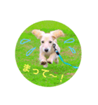 ミニチュアダックスのルティーちゃん（個別スタンプ：1）